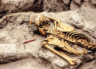 N. 288 / Sacrificios humanos en los templos Moche: una mirada a los hallazgos arqueológicos
